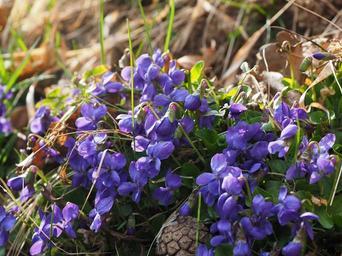 scented-violets-violet-flower-1077125.jpg