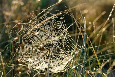 spider-web-webs-spider-nature-dew-1599470.jpg