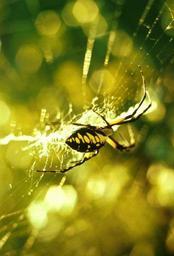 Garden spider in spider web macro photography.jpg