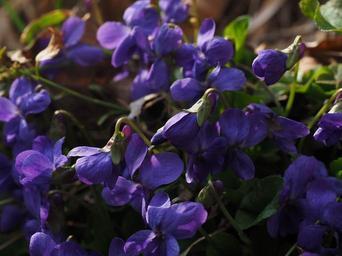 scented-violets-violet-flower-1077127.jpg