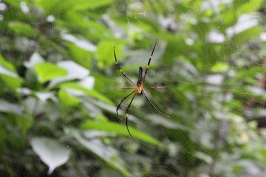 spider-spider-web-web-trap-insect-167067.jpg