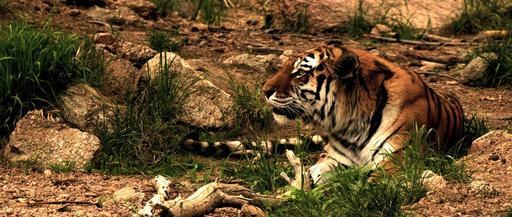 tiger-feline-siberian-tiger-844121.jpg