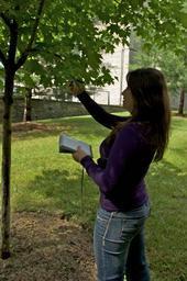 Female student with open tree identification book looking at tree leaves to identify species.jpg