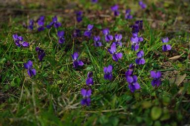wald-violet-violet-flower-blossom-324092.jpg