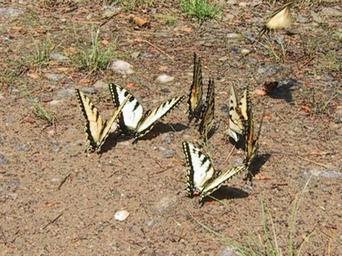 Butterflies on ground.jpg