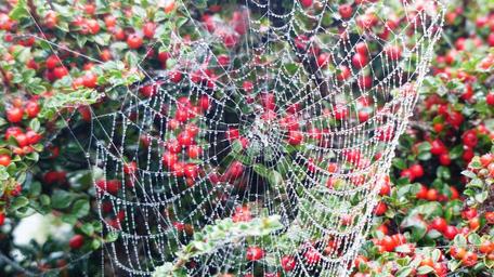 spider-web-insect-spider-web-379471.jpg