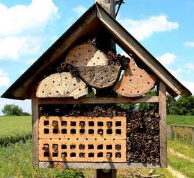 bees-wild-bees-bee-house-371621.jpg