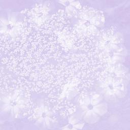 texture-wedding-baby-flower-lilac-1144584.jpg