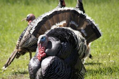 turkey-thanksgiving-bird-1071388.jpg