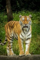 panthera-tigris-altaica-tiger-1599775.jpg