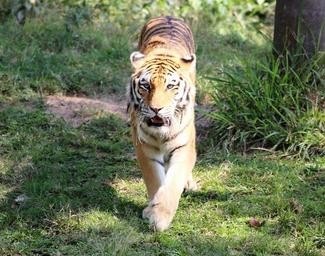 tiger-siberian-zoo-looking-walking-1192923.jpg