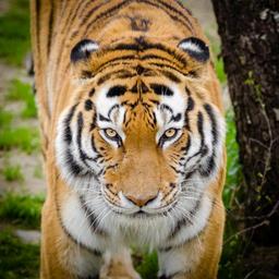 Siberian_Tiger.jpg
