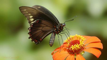 butterflies-in-the-garden-butterfly-876706.jpg