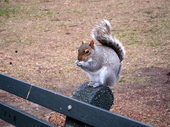 squirrel-bench-central-park-nyc-508808.jpg