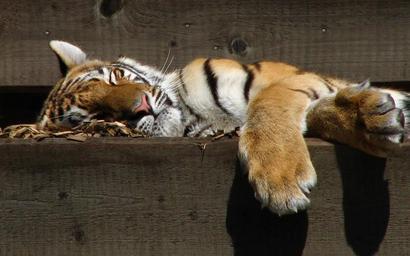 Panthera tigris altaica.jpeg