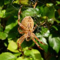 spider-web-garden-spider-1180890.jpg