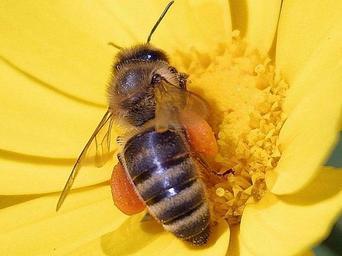 Bees flowers pollen.jpg