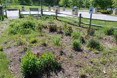 Butterfly garden in the patuxent research refuge.jpg