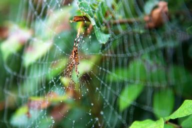 spider-web-spider-web-spiderweb-15442.jpg