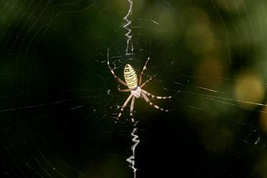 spider-spider-web-insecta-861228.jpg