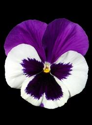 pansy-violet-purple-free-1485877.jpg
