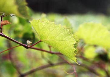 grape-parreral-grape-leaf-113037.jpg
