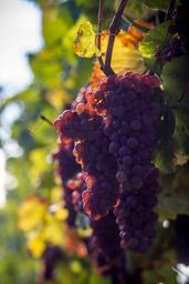 grape-grapes-wine-berries-berries-970457.jpg
