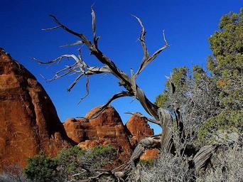 Arches national park old tree.jpg