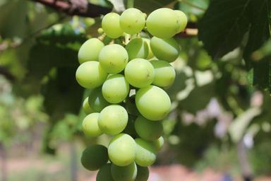 grapes-greens-fruit-grape-205714.jpg