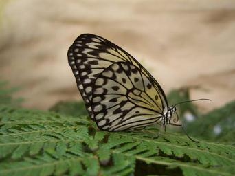 butterfly-butterflies-papillon-73273.jpg
