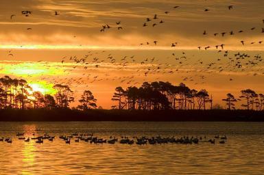 Sunset at Chincoteague national wildlife refuge.jpg