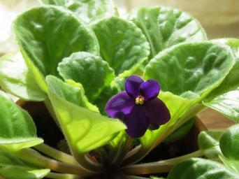 african-violet-flower-violet-plant-290097.jpg