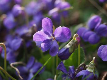 scented-violets-violet-flower-1077159.jpg