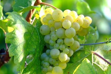 grapes-wine-fruit-winegrowing-908990.jpg