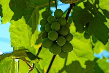 grapes-sour-grapes-vineyard-bunch-419900.jpg