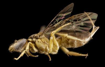 bee_pale_tan,_f,_colombia,_side_2014-08-08-17.06.56_ZS_PMax.jpg
