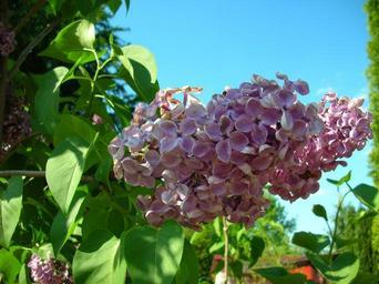without-garden-violet-plant-flower-70066.jpg