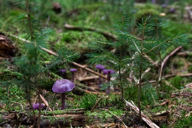 violet-laccaria-mushroom-478055.jpg