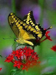 Butterfly butterflies wings.jpg