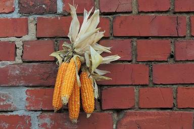 thanksgiving-decoration-corn-1709885.jpg