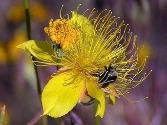 Bees flowers.jpg