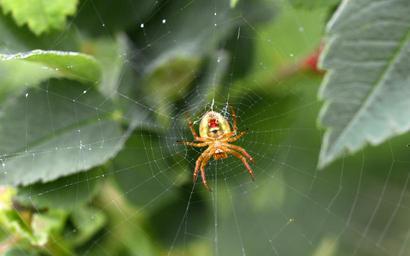 spider-web-spider-webs-animals-50096.jpg