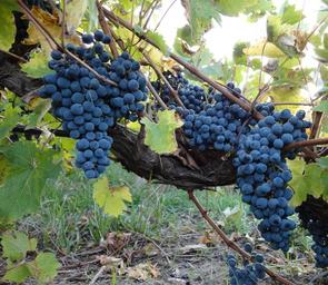 grape-grapes-vine-wine-vineyard-1646712.jpg