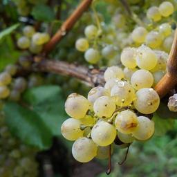 grape-white-grapes-fruit-sweet-952652.jpg