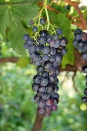 grape-winery-grapes-green-healthy-108536.jpg