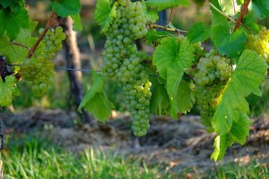 grapes-white-grapes-wine-fruit-908987.jpg