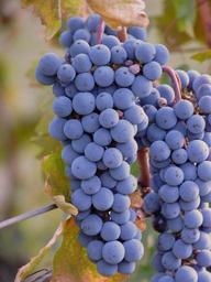 grapes-grape-wine-vine-fruit-464918.jpg