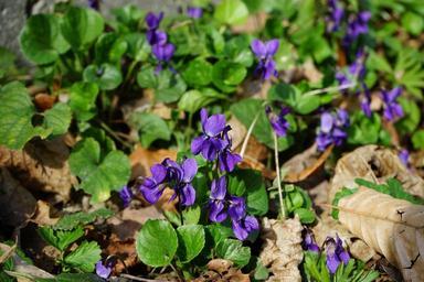scented-violets-viola-odorata-324082.jpg