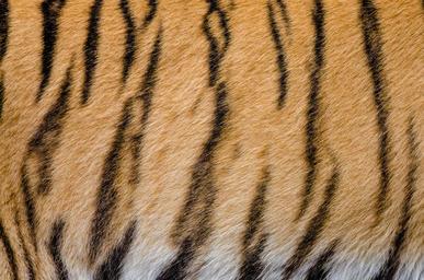 Tiger_Stripes.jpg