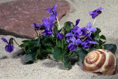 violet-blossom-bloom-violet-plant-1457602.jpg